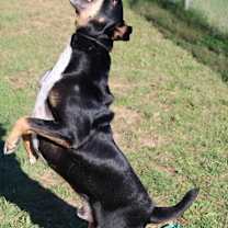 Thumbnail photo of Nacho #4