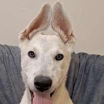 Thumbnail photo of 161532 Duke #1