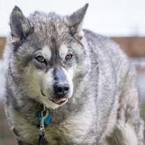 Thumbnail photo of LOGAN #1