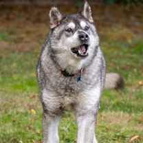 Thumbnail photo of LOGAN #2