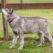 Thumbnail photo of LOGAN #3