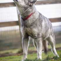 Thumbnail photo of LOGAN #4