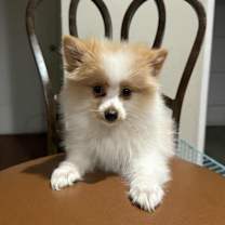adopt-pet