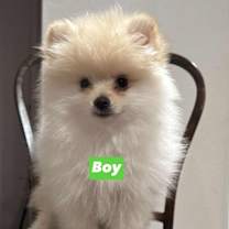 adopt-pet