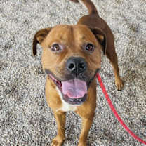 adopt-pet