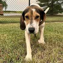 Thumbnail photo of Cindy Lou #3