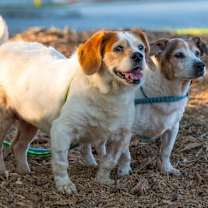 Thumbnail photo of Mater #2