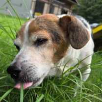 Thumbnail photo of Bandit #4