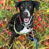 Thumbnail photo of Clover (LOCALLY FOSTERED) #1