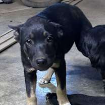 Thumbnail photo of ZENNIA PUP #4