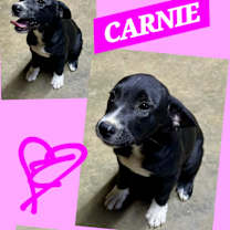 Thumbnail photo of CARNIE PUP #1