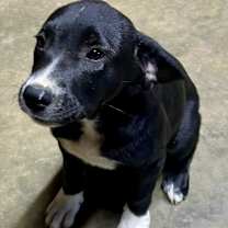 Thumbnail photo of CARNIE PUP #2