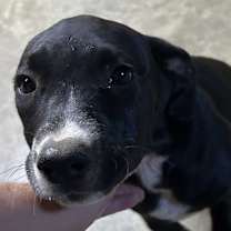 Thumbnail photo of MARIGOLD PUP #2