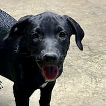 Thumbnail photo of SUNNY PUP #3