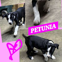 Thumbnail photo of PETUNIA PUP #1