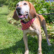 Thumbnail photo of Baxter *Sponsored Adoption #1