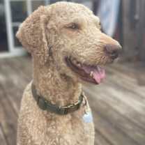 Thumbnail photo of Goose #1