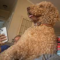 Thumbnail photo of Goose #3