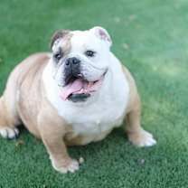 Thumbnail photo of Biggie #1