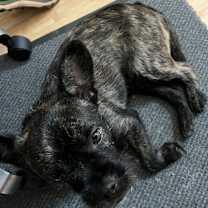 Thumbnail photo of Alfie #4