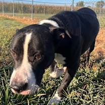 Thumbnail photo of Rufus #2