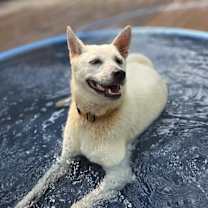 adopt-pet