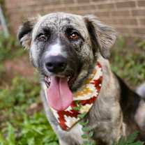 Thumbnail photo of Riley #1