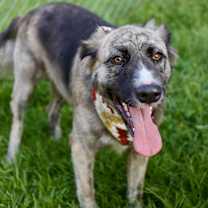 Thumbnail photo of Riley #4