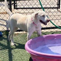 Thumbnail photo of Opal #2