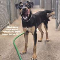 Thumbnail photo of Wonton #1