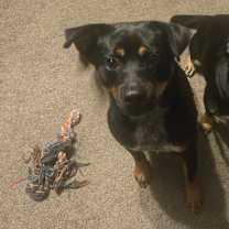 Thumbnail photo of Rusty MC #4