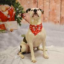 Thumbnail photo of Ace (In Foster) #3