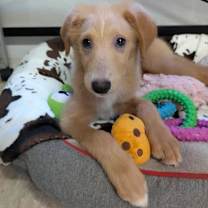 Thumbnail photo of 4th of July puppies #4