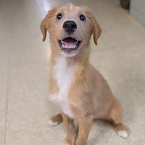 Thumbnail photo of 4th of July puppies #1