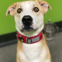 Thumbnail photo of Finn #1