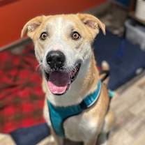 Thumbnail photo of Finn #3