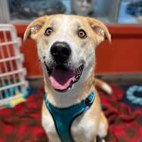 Thumbnail photo of Finn #4