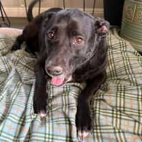 Thumbnail photo of Harli (Bonded Pair w/ Bear) #1