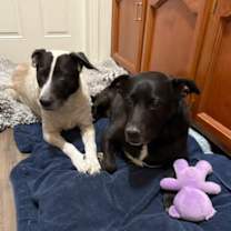 Thumbnail photo of Harli (Bonded Pair w/ Bear) #2