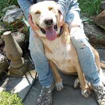 Thumbnail photo of Cookie #1