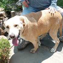 Thumbnail photo of Cookie #2