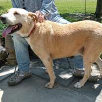 Thumbnail photo of Cookie #3