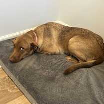 Thumbnail photo of Astrovia #3