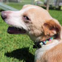 Thumbnail photo of Rio #3