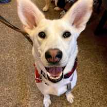 adopt-pet