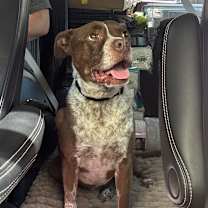 Thumbnail photo of Bambi #2