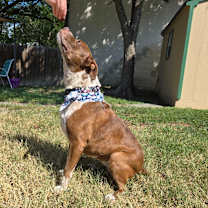 Thumbnail photo of Bambi #3