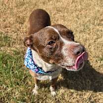 Thumbnail photo of Bambi #4