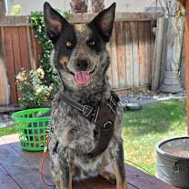 Thumbnail photo of Bandit #1