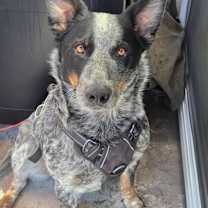 Thumbnail photo of Bandit #2